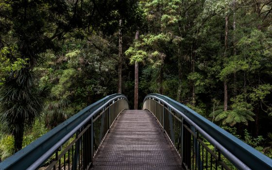 Bridge to forest